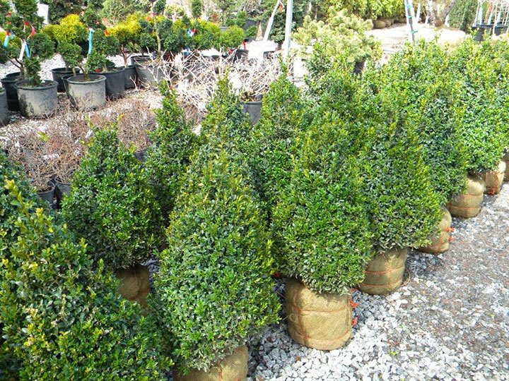 BUXUS CONE 18 INCH